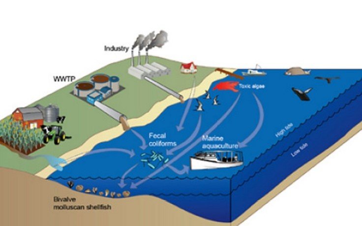 Point and non-point pollutants entering water: WWTP, Industry, Fecal coliforms, marine aquaculture, toxic algae.