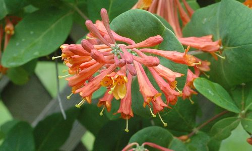 native_plant_gardening_2 native_plant_gardening_2